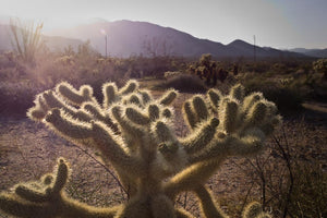 Jumping Cholla with Ocotillo