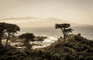 The Lone Cypress